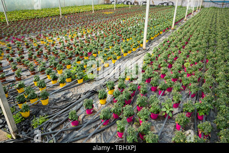 Frische grüne junge Tomaten Keimlinge mit gelben Blüten. Gewächshauspflanzen Stockfoto