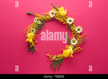 Wunderschöne florale Komposition mit Mimosen, Blumen auf farbigen Hintergrund Stockfoto