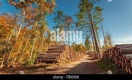 Im Wald von Bäumen im Frühjahr gespeichert, Polen Stockfoto