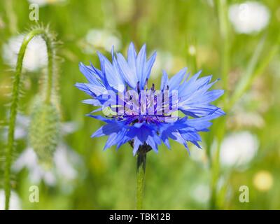 Makro einer Blau blühenden Kornblumen im Sommer Stockfoto