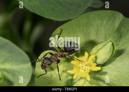 Rote Waldameise (Formica rufa) auf Blume aus Holz Wolfsmilch (Euphorbia amygdaloides), Baden-Württemberg, Deutschland Stockfoto