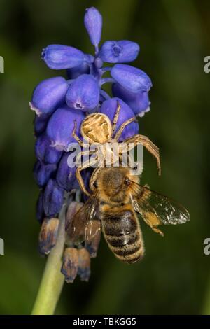 Crab spider (Xysticus cristatus) mit erfassten Honigbiene (Apis mellifera), Traubenhyazinthen (Muscari), Baden-Württemberg, Deutschland Stockfoto