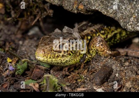 Zauneidechse (Lacerta agilis), männlich Skinning schaut aus seinem Versteck, Baden-Württemberg, Deutschland Stockfoto