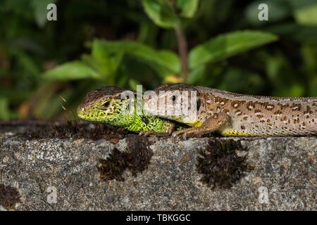 Zauneidechse (Lacerta agilis), Tier Paar, links Männchen, rechts Weibchen beim Sonnenbaden auf einer Mauer, Baden-Württemberg, Deutschland Stockfoto