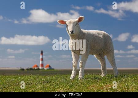 Inländische Schafe (Ovis gmelini aries), Lamm steht auf Deich vor dem Leuchtturm Westerheversand, Nordsee Deich, Westerhever, Halbinsel Eiderstedt Stockfoto