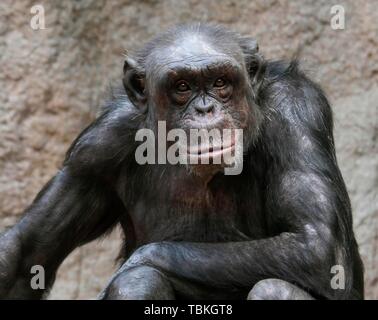 Westafrikanische Schimpansen (Pan troglodytes Verus), Captive, Deutschland Stockfoto