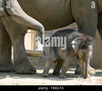 Asiatischer Elefant (Elephas maximus indicus), Elefant Kuh und Kalb, Captive, Deutschland Stockfoto