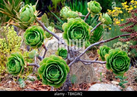 Tree aeonium (Aeonium arboreum), Italien Stockfoto