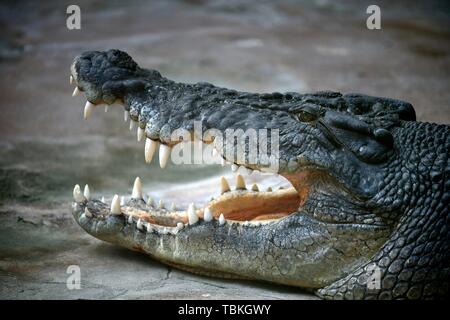 Salzwasser Krokodil (Crocodylus porosus), den Mund offen, Tier Portrait, Captive, Deutschland Stockfoto
