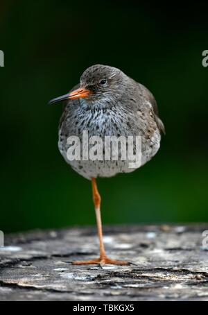 Gemeinsame Rotschenkel (Tringa totanus), auf einem Bein stehen, Captive, Deutschland Stockfoto