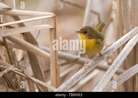 Gemeinsame yellowthroat Weiblichen im Cattails Stockfoto