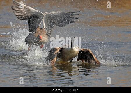 Graugans (Anser anser) kämpft mit Kanadagans (Branta canadensis), Deutschland Stockfoto