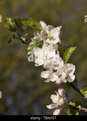 Blumen von einem Apfelbaum (Malus Domestica) im Frühjahr, Bayern, Deutschland Stockfoto