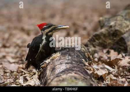 Helmspecht Essen grub Stockfoto