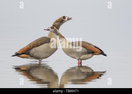 Nilgänse (Alopochen aegyptiacus), Tier Paar einander gegenüber im Wasser, Texel, Nord Holland, Niederlande Stockfoto