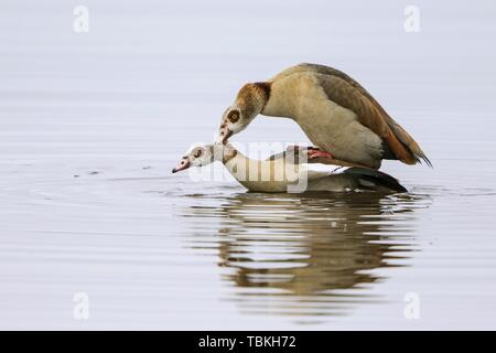 Nilgänse (Alopochen aegyptiacus), paar Paarung in Wasser, Texel, Nord Holland, Niederlande Stockfoto