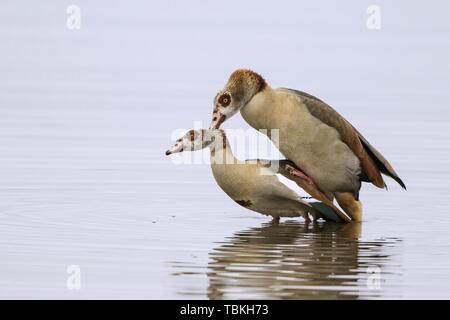 Nilgänse (Alopochen aegyptiacus), paar Paarung in Wasser, Texel, Nord Holland, Niederlande Stockfoto