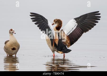 Nilgänse (Alopochen aegyptiacus), Tier Paar, Mann in Imponi Position mit Flügeln ausgebreitet, Texel, Nord Holland, Niederlande Stockfoto