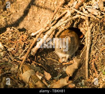 Bank vole (Clethrionomys glareolus) sitzen vor Ihrem Mauseloch, luneburger Heide, Niedersachsen, Deutschland Stockfoto