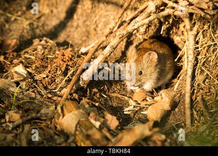 Bank vole (Clethrionomys glareolus) sitzt vor ihrem Mauseloch und Knabbereien, luneburger Heide, Niedersachsen, Deutschland Stockfoto