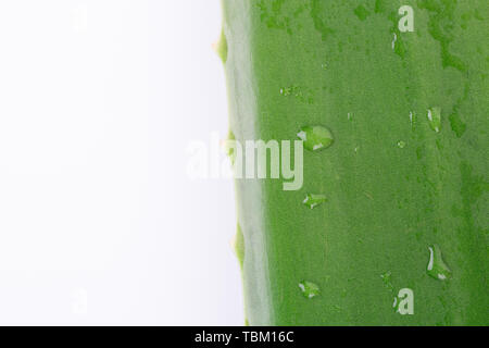 Ein Blatt der Aloe Vera. Stockfoto