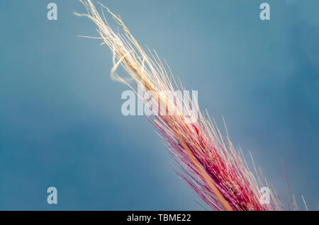 Lila bristlegrass gegen einen klaren blauen Himmel. Makroaufnahme. Stockfoto