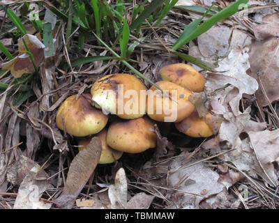 Gruppe der hellbraune Pilze im Wald wachsenden Stockfoto