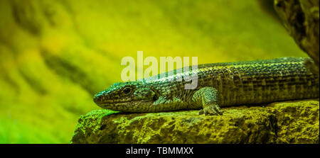 Schwarz gesäumt vergoldeter Eidechse in Nahaufnahme, tropische Echse specie aus Afrika Stockfoto