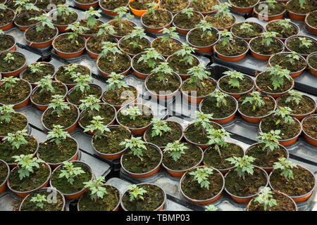 Reihen von Töpfen mit jungen Sämlingen von Tomaten wachsen im Gewächshaus Stockfoto
