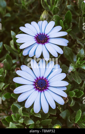 Die gerbera daisy flower Hintergrund. Im freien Frauen Sommer Party Konzept Stockfoto