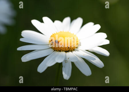 Detaillierte Makroaufnahme der leucanthemum Blume in der Sonne, Blume Stockfoto