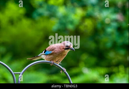 Ein eichelhäher Garrulus glandarius, in einem Vorort Garten. Stockfoto