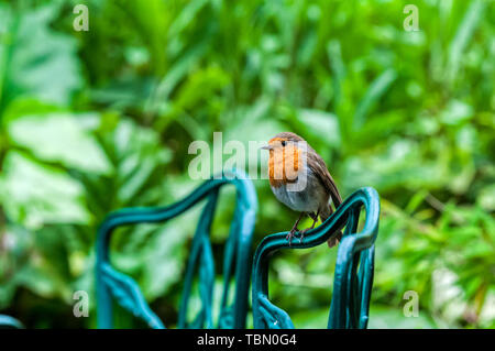 Ein Rotkehlchen, Erithacus rubecula, den Sie auf der Rückseite einen Garten Stuhl in einem Vorort Garten thront. Stockfoto