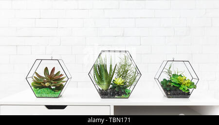 Sukkulenten im florarium Vasen Stockfoto