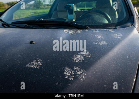 Tierische Fußspuren auf einer schmutzigen Auto. Katzen oder Marder können die Kabel im Auto kauen. Stockfoto