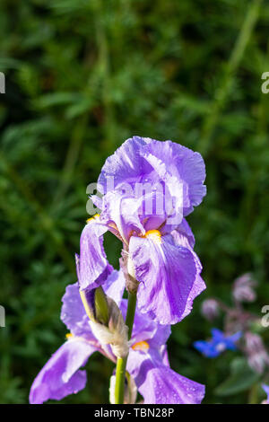 Die lila lila Blüte einer Iris Pflanze mit Wasser Tropfen nach einer jüngsten Regendusche gegen einen dunklen grün hinterlegt Stockfoto
