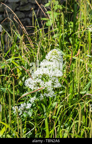 Centranthus rube allgemein bekannt als rote Baldrian mit weißen Blumen auf grünem Gras Hintergrund. Weiß Baldrian ist eine andere Arten Stockfoto