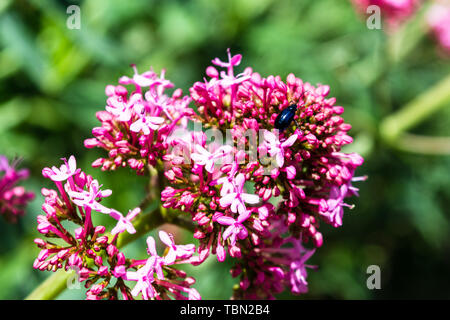 Eine rote Baldrian Centranthus ruber Blume mit einem Altica lythri Käfer die Erkundung der Blumen Stockfoto
