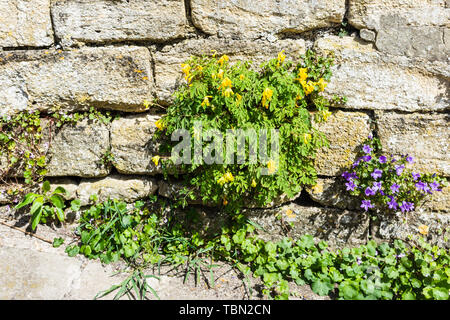 Ein Büschel des Gelben corydalis Pseudofumaria lutea in einer Mauer aus Stein mit einer kleinen Campanula Pflanze, die neben Stockfoto