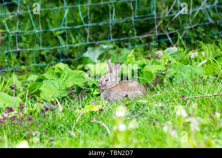 Eine junge Europäische Wild Kaninchen (Oryctolagus cuniculus) sitzt im Gras am Rande eines Feldes mit butterburr Blätter und einen Zaun hinter sich. Stockfoto