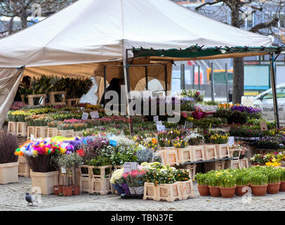 Pflanzenhandel auf Mälartorget in Gamla Stan, Stockholm, Schweden Stockfoto