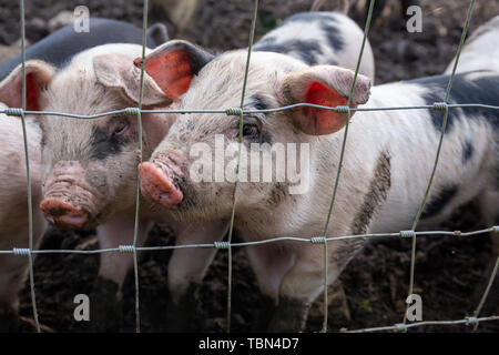 Nahaufnahme von Saddleback Ferkel (Sus scrofa domesticus) hinter dem Zaun von einem Schweinestall Stockfoto