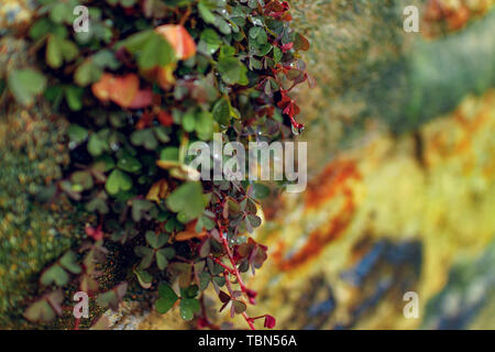 Huqiu Mountain Scenic Area, Suzhou Stockfoto