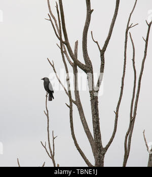 Nebelkrähe Corvus Cornix in einem Baum Stockfoto