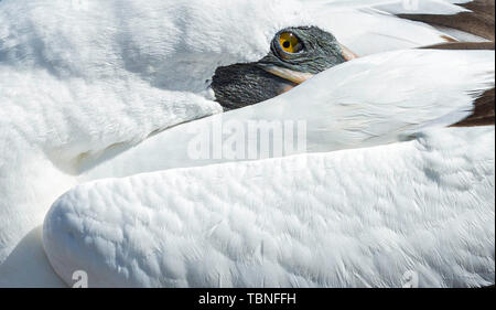 Ultra-Ansicht schließen von Nazca Tölpel (Sula granti) mit seinen Kopf versteckt hinter seinen linken Flügel, auf Isla Genovesa, Galapagos. Stockfoto