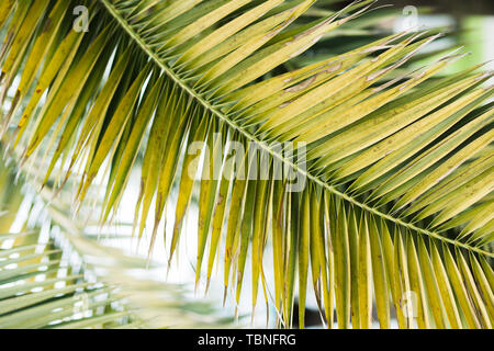 Tropische Palmen, florales Muster, Hintergrund, Real Photo Stockfoto