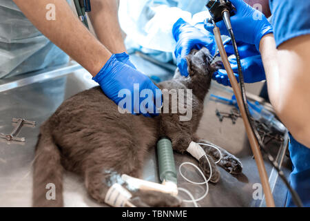 Pet-Chirurgen Team schwierig machen. Katze unter Vollnarkose auf OP-Tisch. Stockfoto
