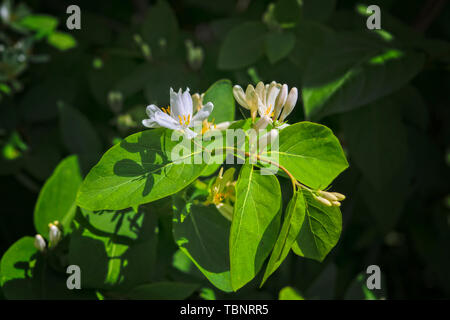 Frangula alnus Blüte Bush, Blühende weiße Blume Nahaufnahme Detail. Stockfoto