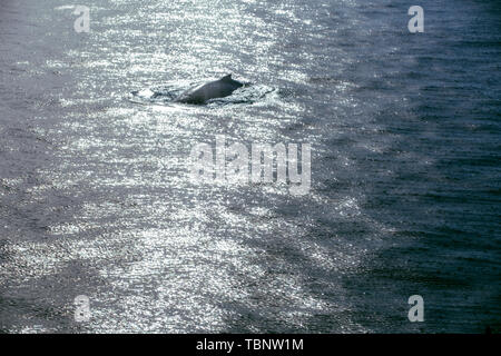 Antarktis, Pinguine, Pinguine, Tiere, Poster, Vögel, Antarktischen Kontinent, Permafrost, Eis und Schnee, Kälte, Schnee, Eis, Fels, Wale, Wissenschaft Forschung Boote Stockfoto