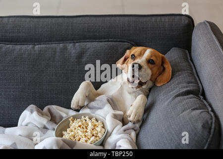 Lustig Hund mit lecker Popcorn liegend auf dem Sofa zu Hause Cute Stockfoto